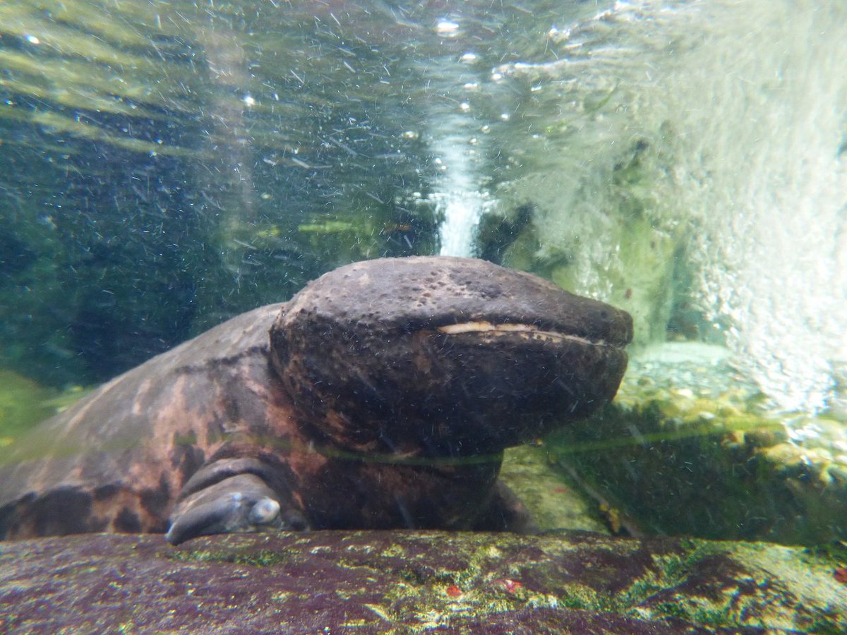 上野動物園 公式 どどーん 上野動物園には恐竜がいる いえ こちら恐竜ではなく オオサンショウウオ という生き物です 両生爬虫類館で会えますよ いきものウィーク にんきもの