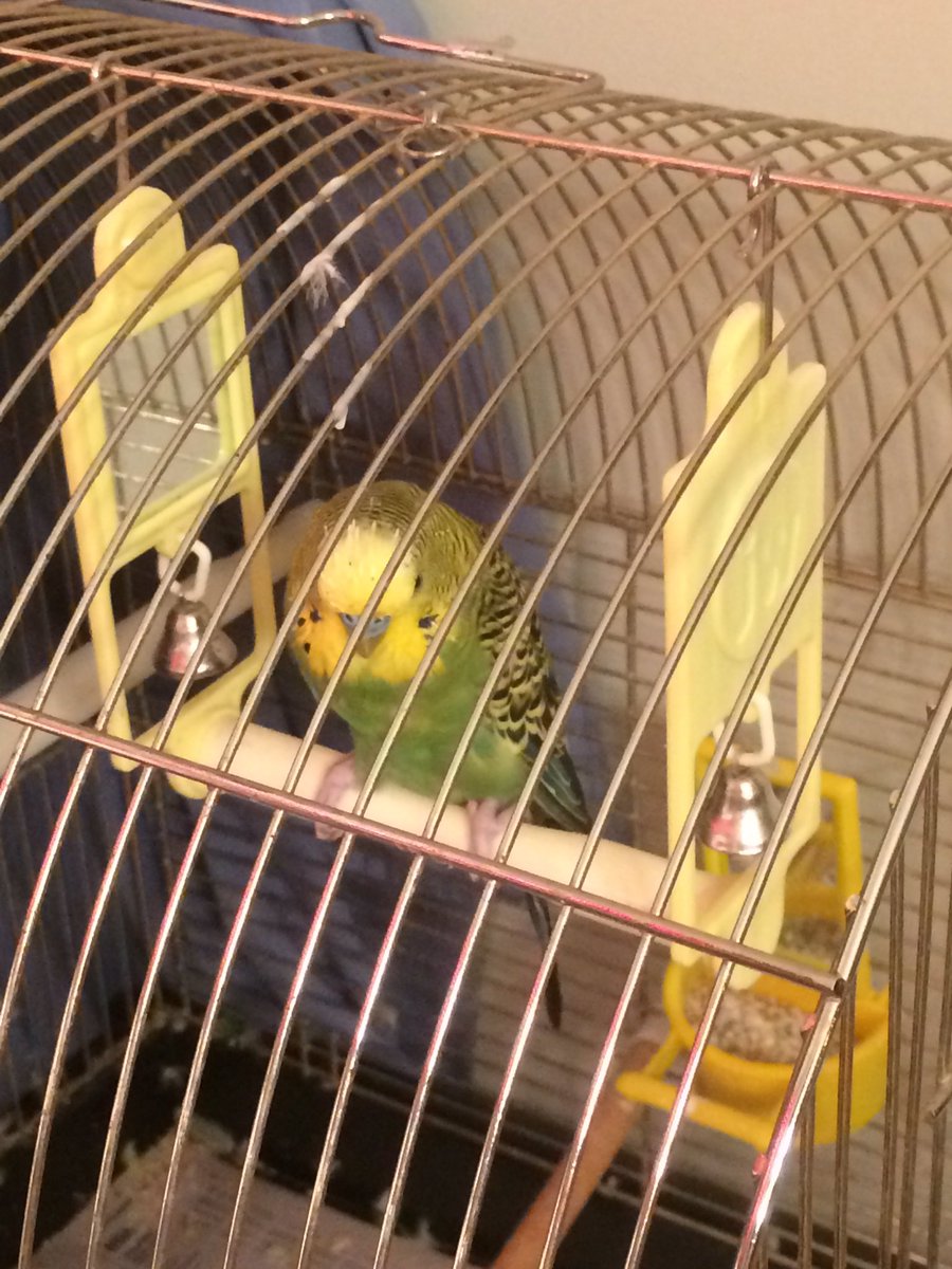 On his bedtime perch.