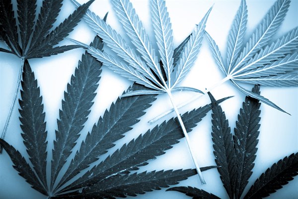 ThinkTankExile's tweet photo. Can I Get #High from Raw #Cannabis ? https://t.co/plQviqbrlC https://t.co/Os7aKqfijn
