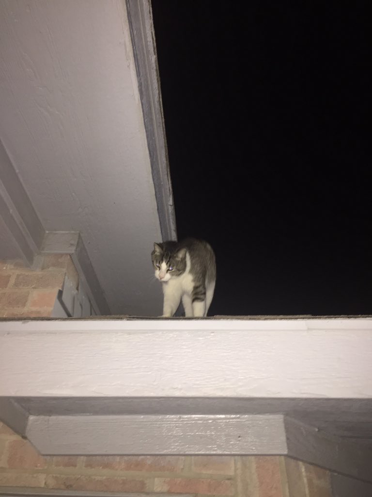 Leofatrio's tweet photo. Might watch. From the roof!  @wolfie_lobo https://t.co/7HhW2yKXyJ