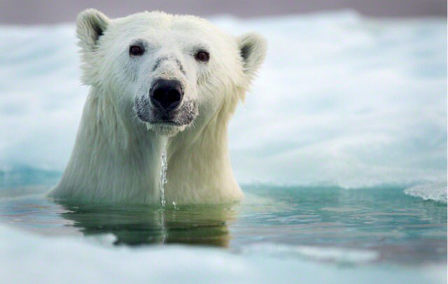 LewisPugh's tweet photo. Happy #EarthDay! Let's celebrate our oceans - home to nearly 1/2 the world's known species. Please RT. https://t.co/hekTjD0nYH