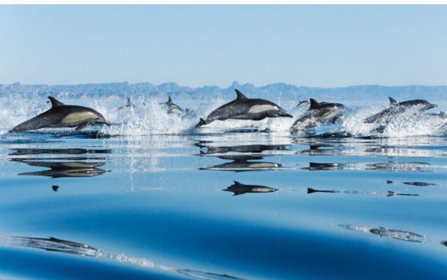 LewisPugh's tweet photo. Happy #EarthDay! Let's celebrate our oceans - home to nearly 1/2 the world's known species. Please RT. https://t.co/hekTjD0nYH