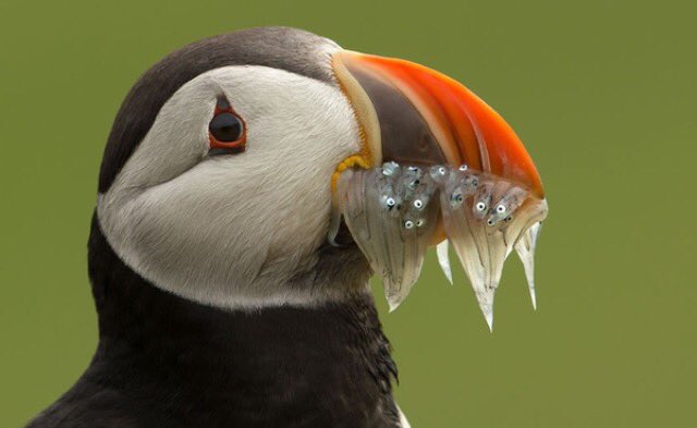 LewisPugh's tweet photo. Happy #EarthDay! Let's celebrate our oceans - home to nearly 1/2 the world's known species. Please RT. https://t.co/hekTjD0nYH