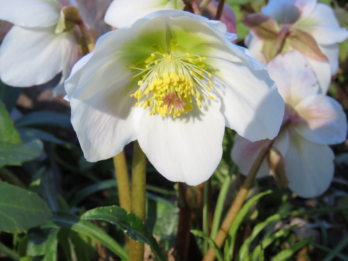 aspelundas's tweet photo. #helleborus niger #julros #garden right now https://t.co/rjL5u4UgM9