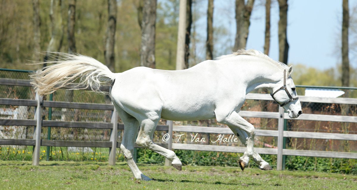 the great cumano is enjoying the field (23 years old) <a href="/holsteinervb/">Holsteiner Verband</a> <a href="/equibel/">KBRSF-FRBSE</a>