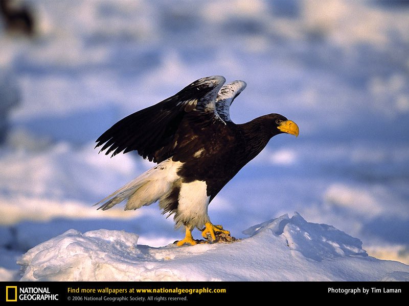 theanimalsimage's tweet photo. Look wonderful animal national geographic eagle gallery at  https://t.co/5wGecbiabX https://t.co/rSaV4a50xe