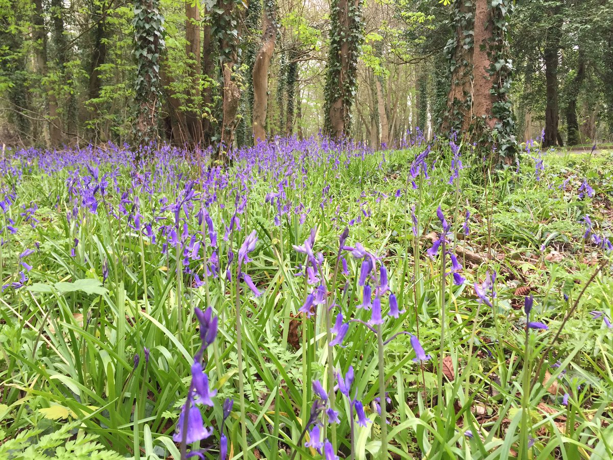 Manorgolfclub's tweet image. It's all about the first impressions... Driveway looking stunning!