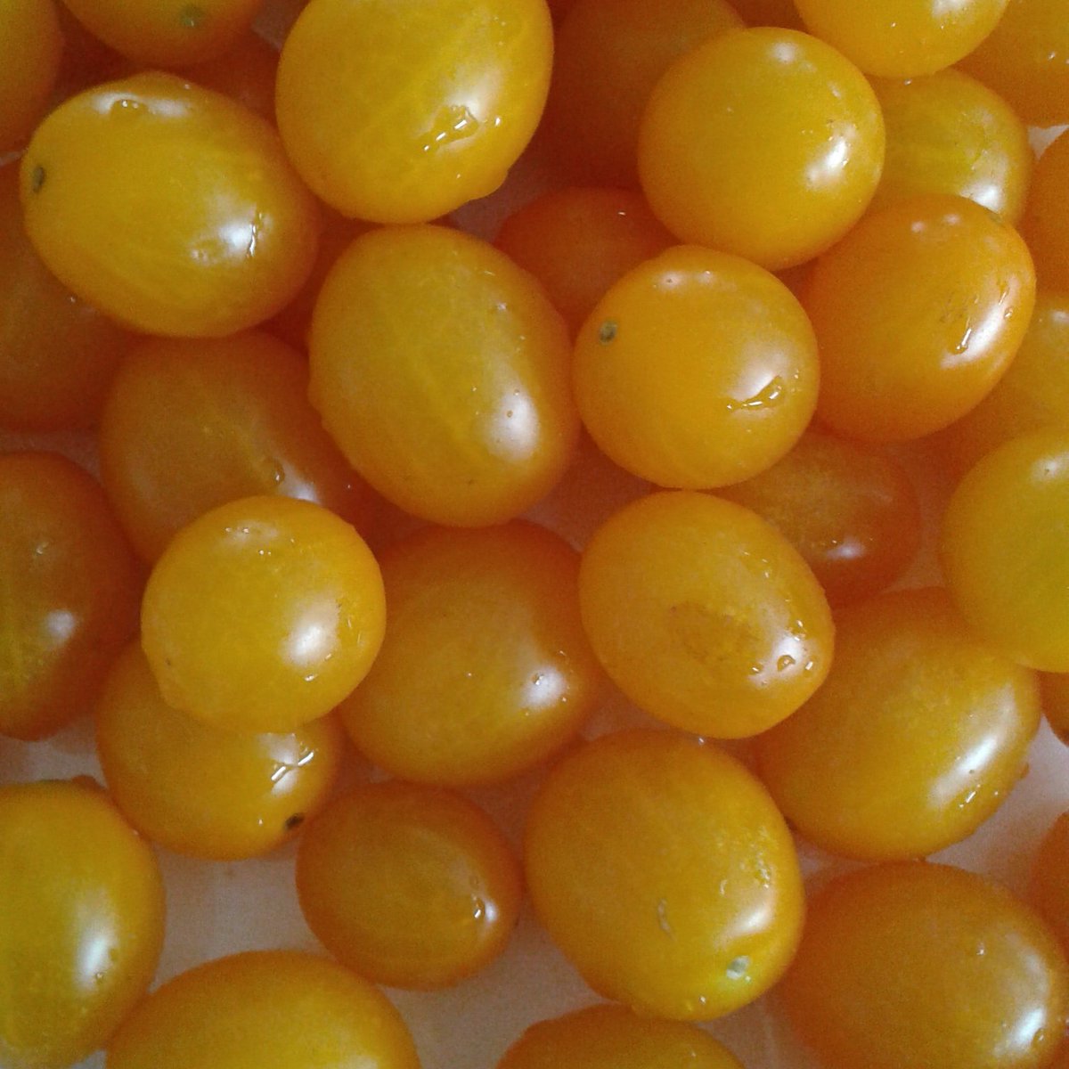 FMyanmar's tweet photo. Our delicious cherry tomayoes!! https://t.co/O4lgAq7tI2