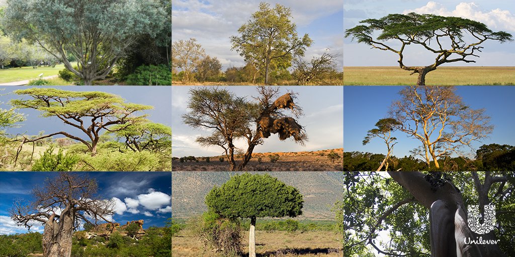 UnileverSA's tweet photo. 10 indigenous trees will be sharing an #EarthDay2016 message. RT your fave to #SendASeed &amp; we’ll plant one for you. https://t.co/yBz1oqsWHR