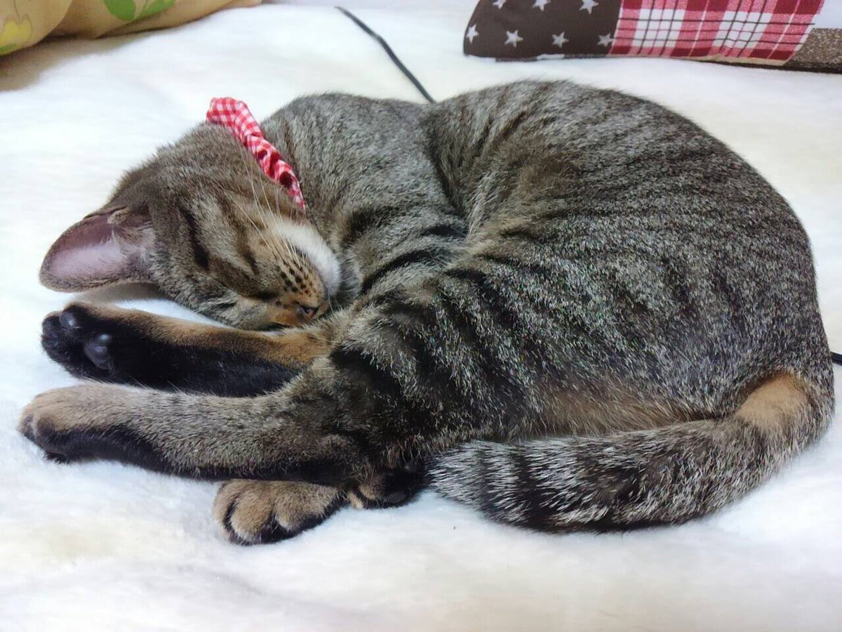 koharu_tya's tweet photo. https://t.co/0Zu7JEL3uB