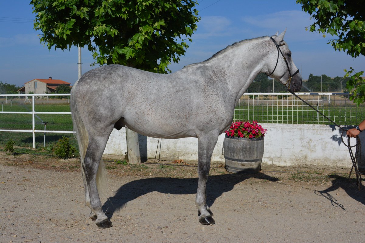DressageAlberto's tweet photo. Horse for sale Atrevido CVI  #dressage level Saint George ,Stallion ,Grey ,Height 1,67
+info:https://t.co/oCTWNUVP4z https://t.co/jBniNo3Mzp