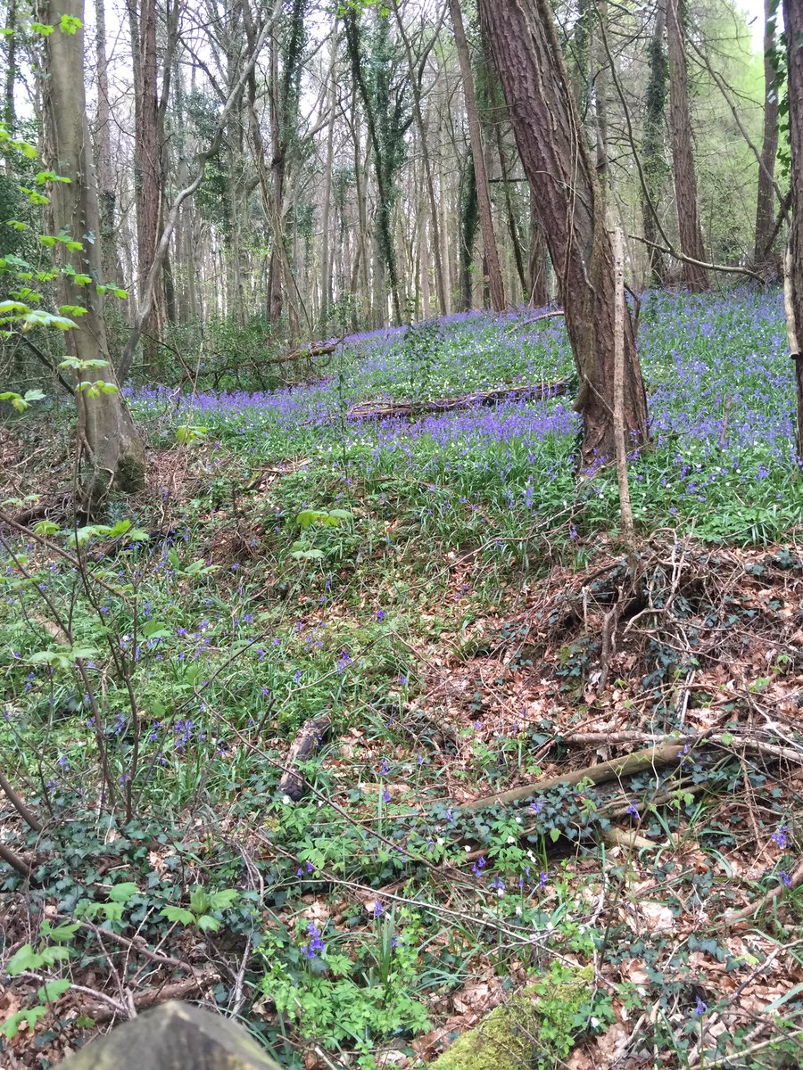 johnbennett1964's tweet image. @GS_WoE Spring is in full bloom on the hill. #GoblinCombe #WringtonHill lane.