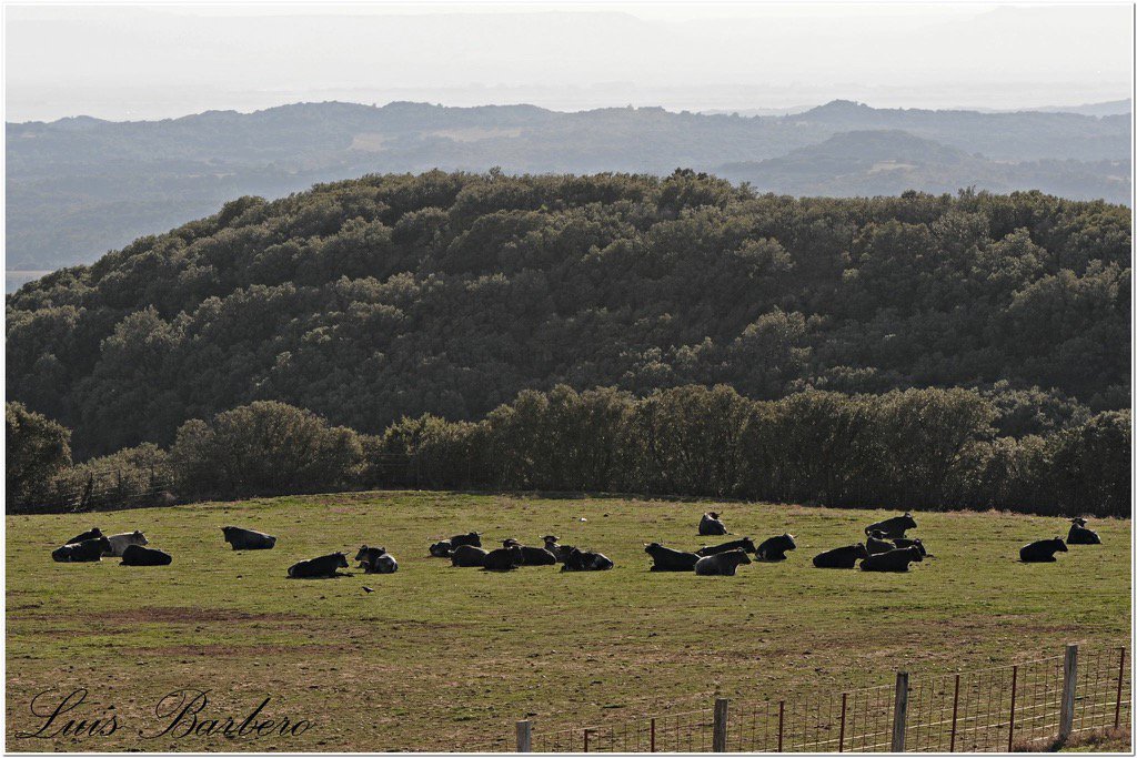 TendidoJovenZGZ's tweet photo. El toro bravo, el más animalista y ecologista de los animales. #DiaDeLaTierra (Foto: Luis B. en Los Maños) https://t.co/RXp1xQQAa6