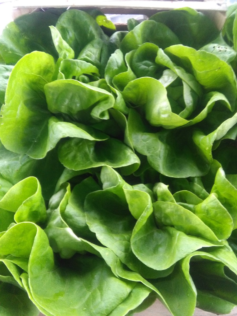 richards_farm's tweet photo. Market day #local #lettuce #nonastystuff https://t.co/QqRMrKlQzb
