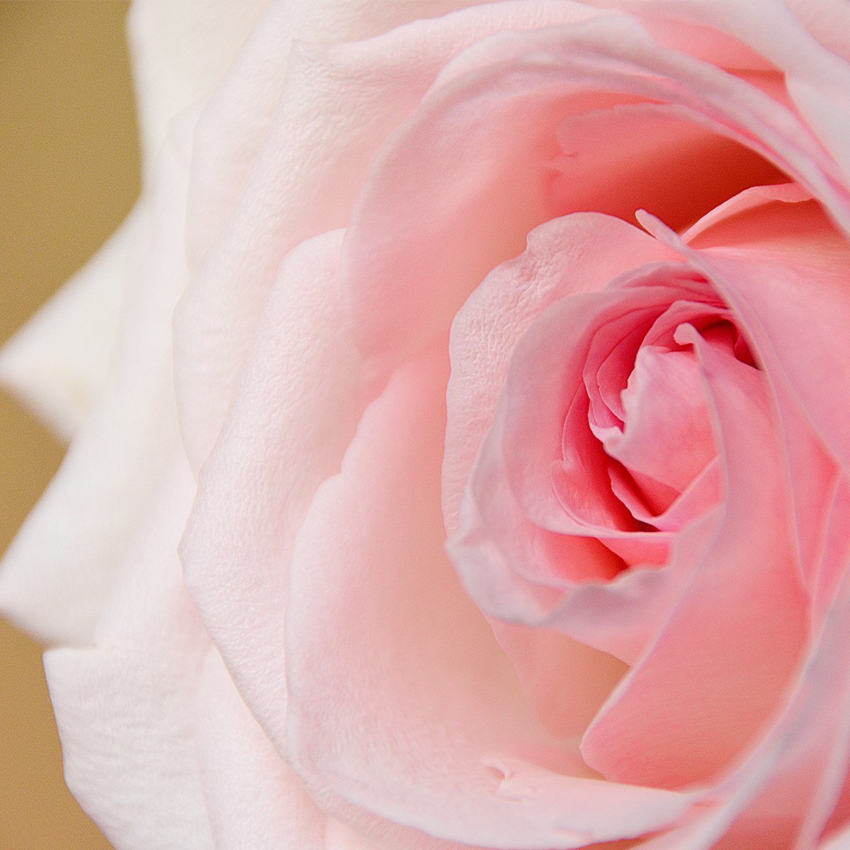 Good morning sunshine! Have an awesome day.
#Damasque #scentedroses