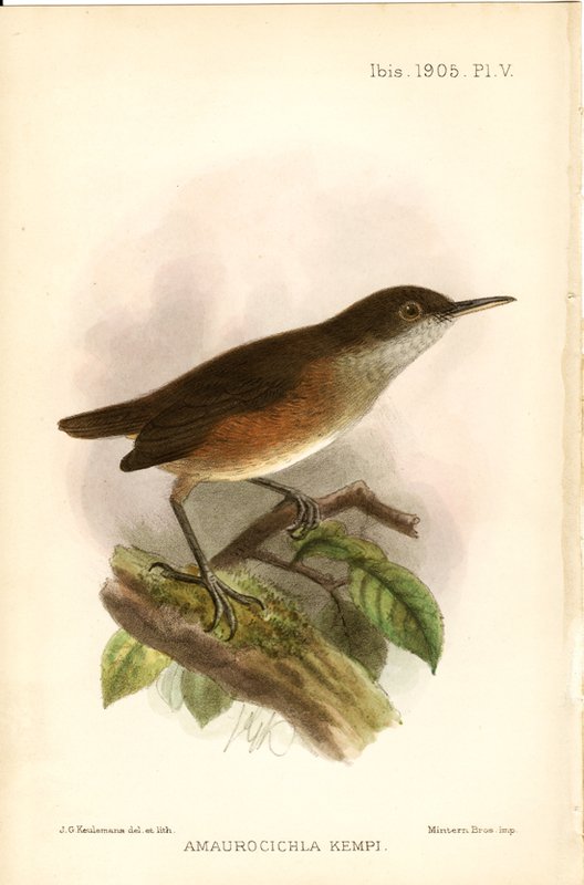 everybird (retired) tweet media