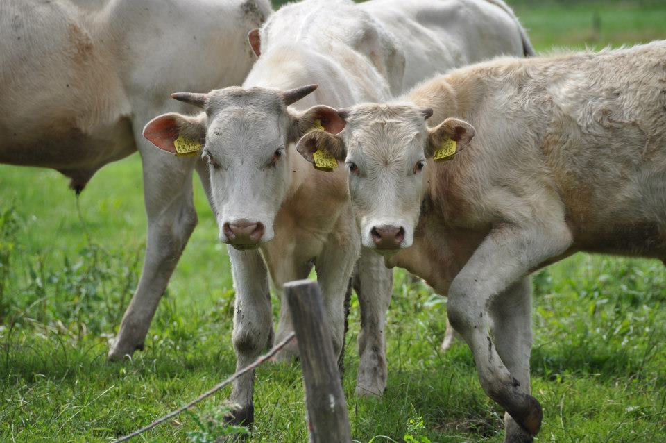 De Eemlandhoeve staat nu ook op Meat Your Own!

meatyourown.nl/provincies/utr…