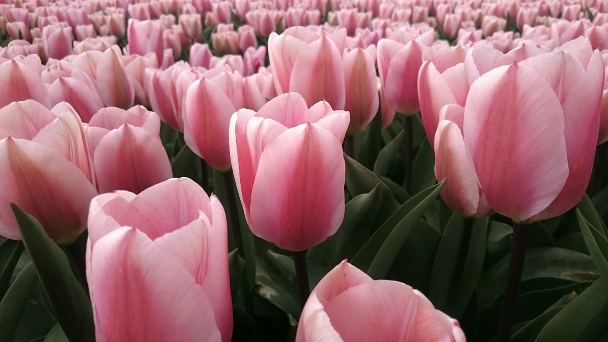 Tulp "Algarve" volop in bloei