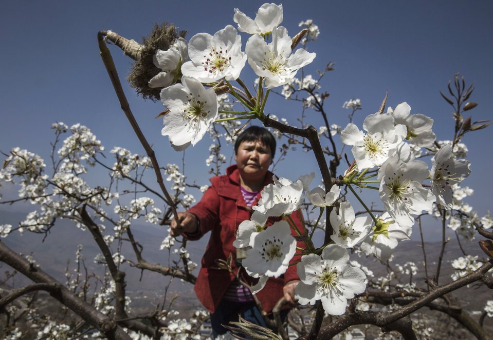 These farmers have to pollinate their pear trees by hand now that the bees are gone. grnpc.org/IgNjy