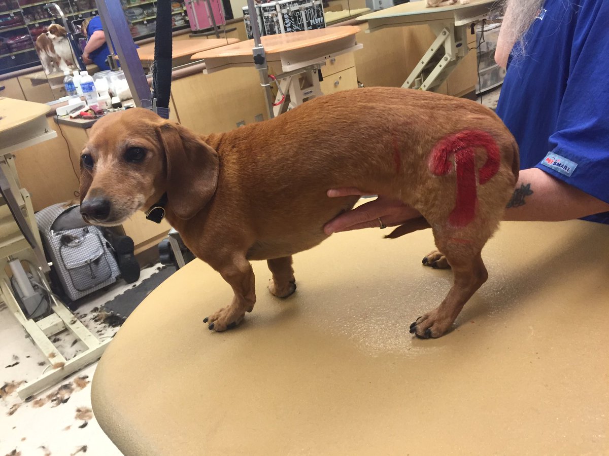Petsmart Salon 1406 tweet media