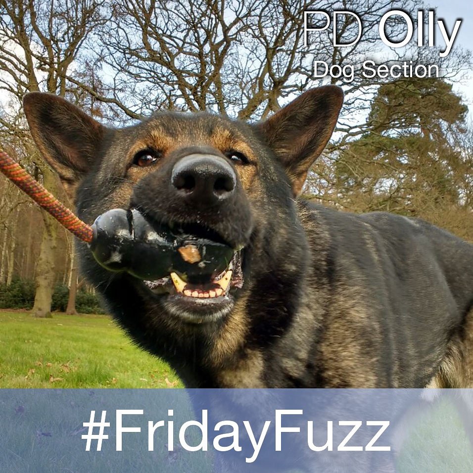 sussex_police's tweet photo. Each week we feature a PD 🐕 from @sspoldogsection in #FridayFuzz on @instagram. Follow us ➡ https://t.co/5nCm3hobtX https://t.co/m7wiEMuJKF