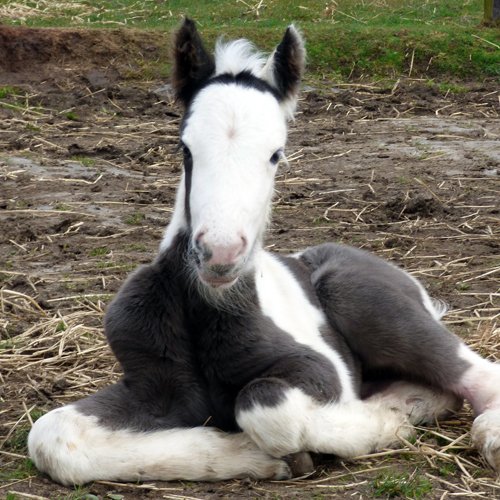 RedwingsHS's tweet photo. We have a new arrival...and a little sister for Bowie #CuteFridayPhoto Meet Stardust - https://t.co/Oton3MGygW https://t.co/fUaCoa8mQr