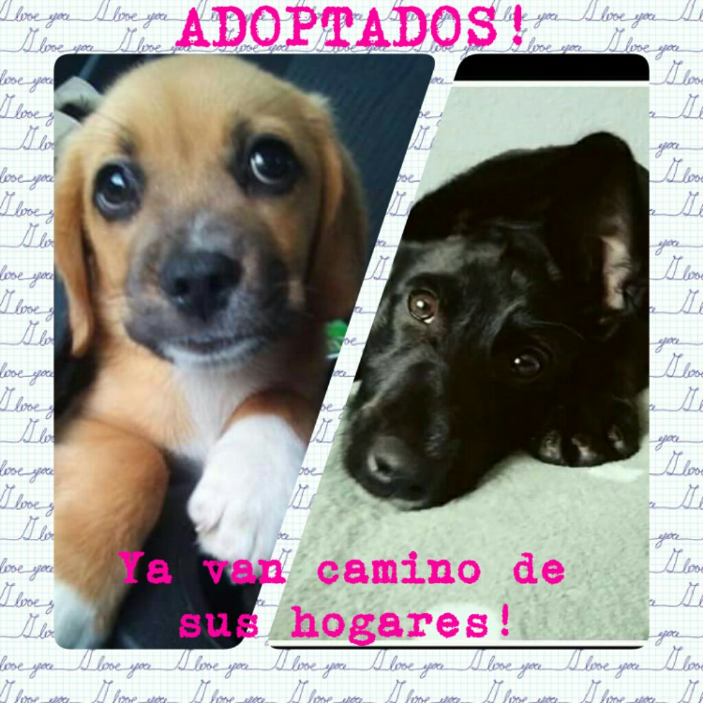 LosBotonesDeUma's tweet photo. Botoncitos viajeros, en pocas horas estarán en casa para siempre! #CORA #HARRY #finalfeliz https://t.co/0mOuak4oxF