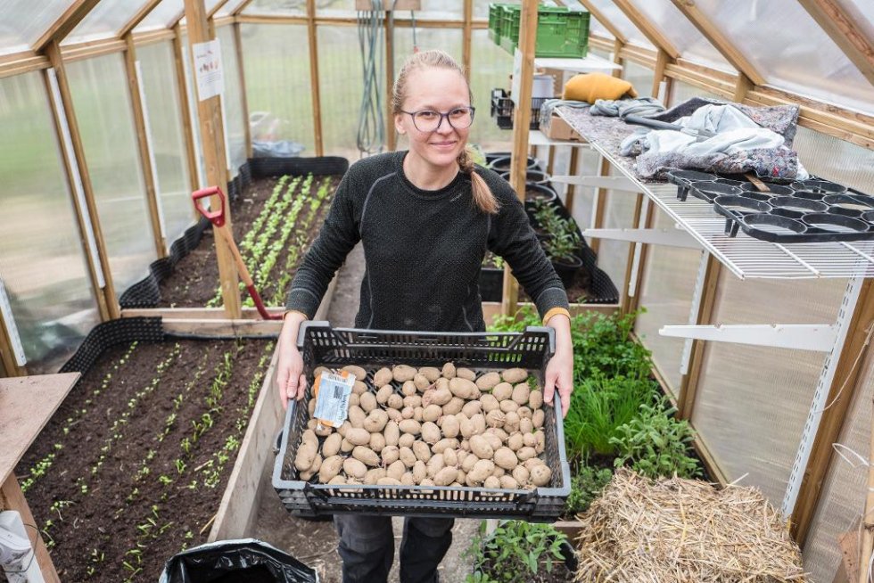 Gartner fra <a href="/geitmyra/">Geitmyra</a>: Så enkelt dyrker du dine egne poteter. Start nå!