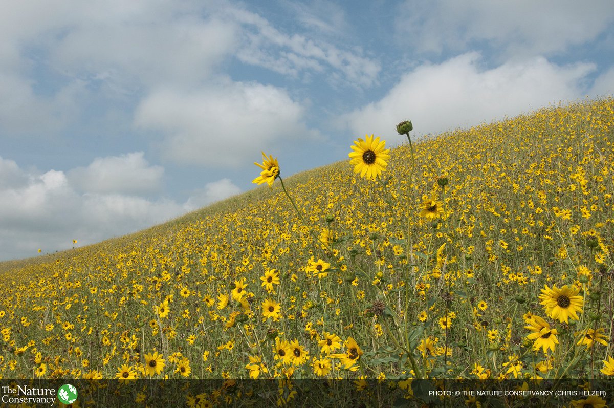 nature_org's tweet photo. Happy #EarthDay. We must start the work for the planet today so that it may blossom tomorrow. https://t.co/vWz874XRmi