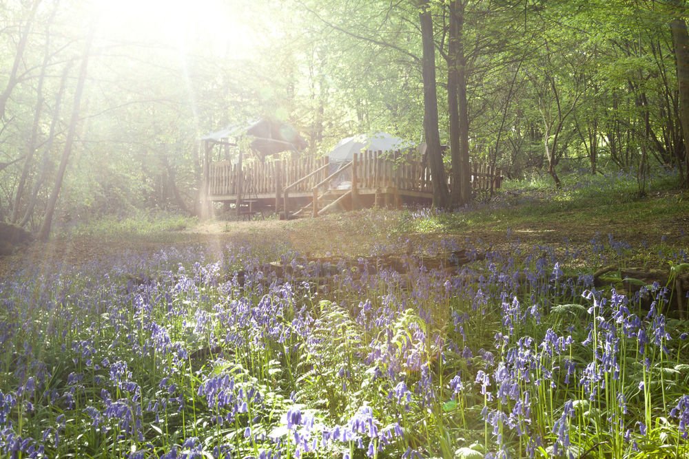 cool_camping's tweet photo. The bluebells are out at Glottenham Glamping, East Sussex. Still spring availability too: https://t.co/AmWHTV539x https://t.co/BRV2rbPg3U