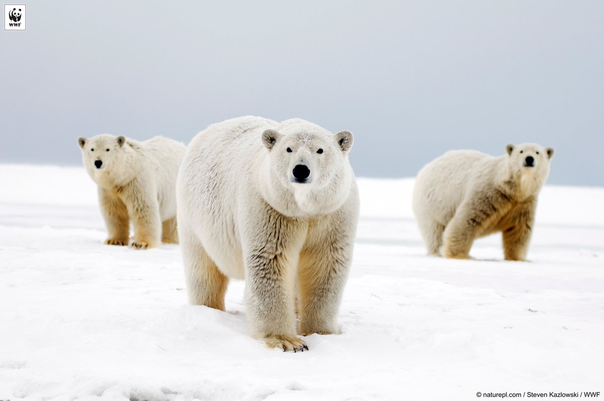 Teaming up to save polar bears in their Arctic home: wwf.to/1XMFwai #EarthDay #AppsforEarth