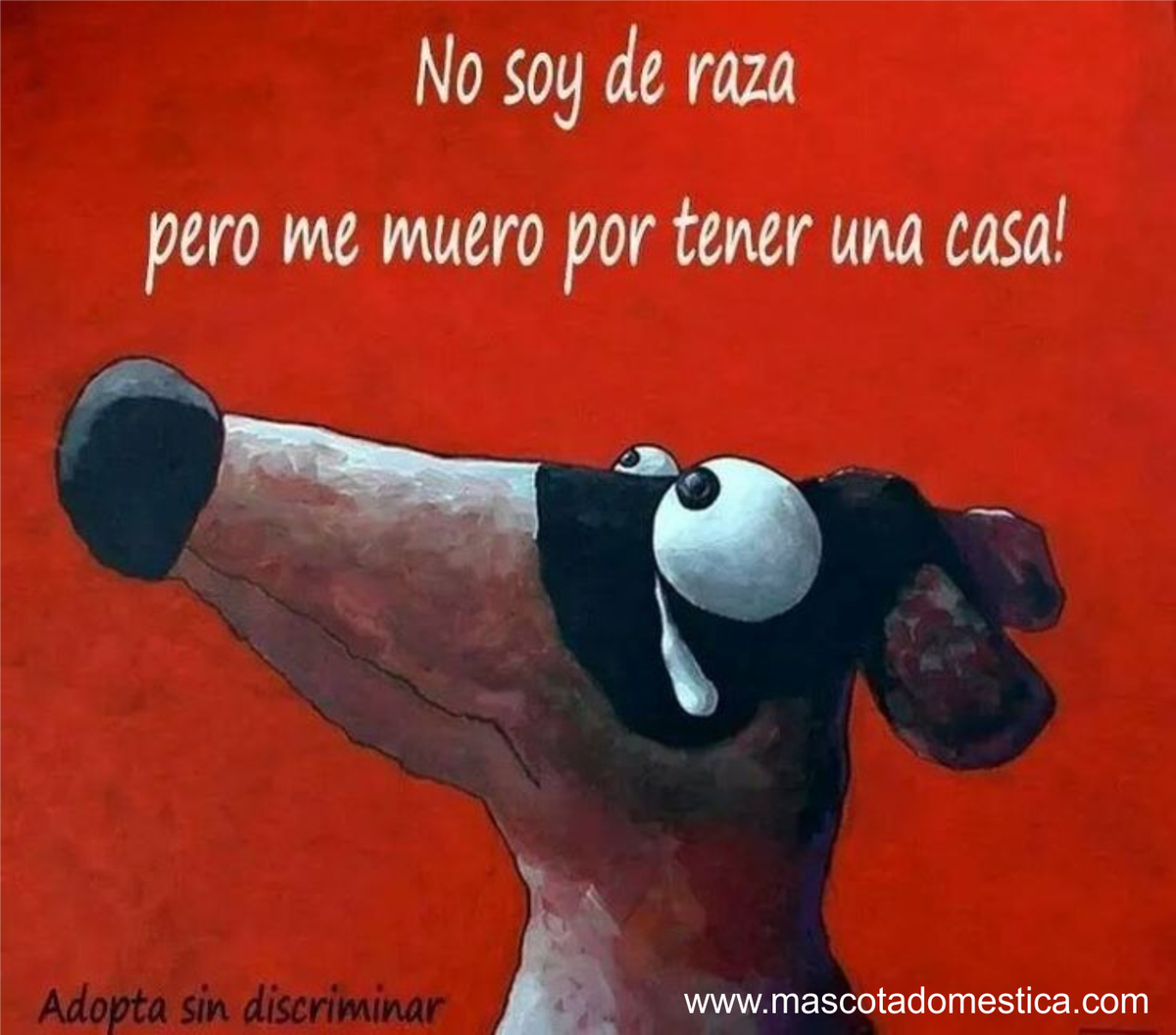 lasmascotas's tweet photo. Los #animales son seres maravillosos que son parte de la creación y nos acompañan en nuestro viaje en este mundo. https://t.co/l9uiBtcB5X