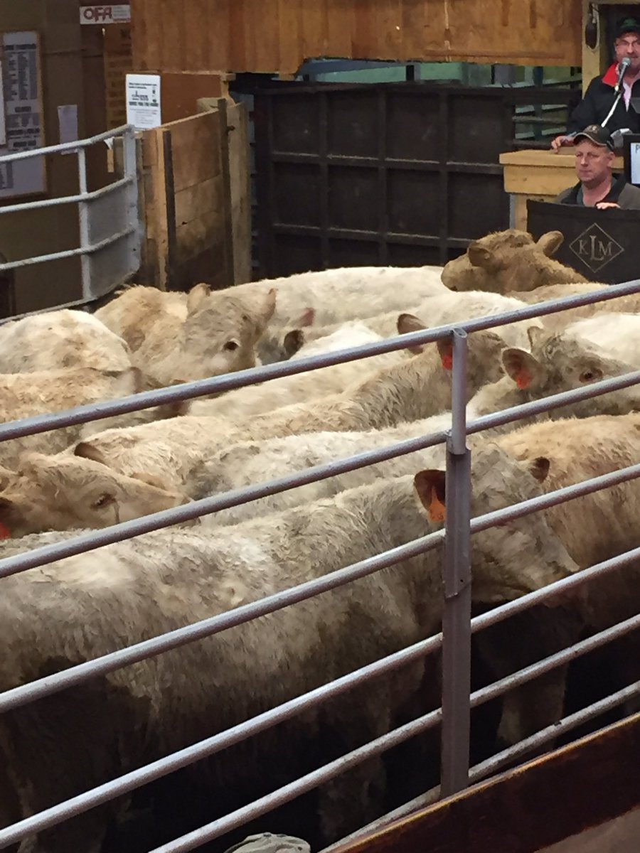 KenSchaus's tweet photo. 40 char Ontario  born and raised steers
877lbs at $187.50
@OntarioBeef 
Keady https://t.co/olxowDc09M
