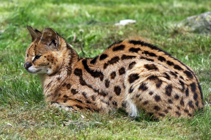 смесь тигра и льва лигр. ашера ашера кошка. сервал хонкай. сервал ашера саванна. гибрид кошачьих 4 буквы.