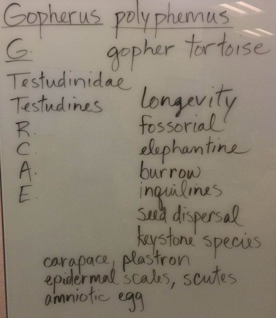 OrgOfTheDay's tweet image. #gophertortoise #gophie