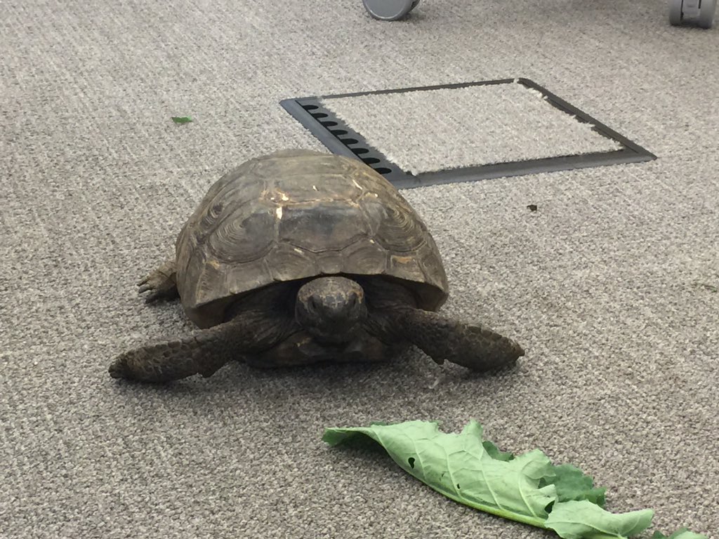 OrgOfTheDay's tweet image. #gophertortoise #gophie