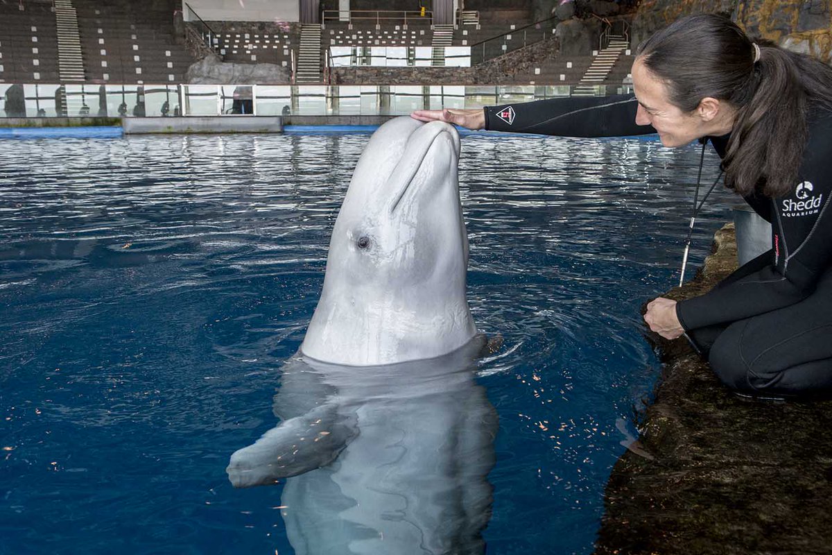 shedd_aquarium's tweet photo. What do Bella &amp; Nickel have in common? They share the same water! Take our #EarthDay pledge: https://t.co/4gWKbXy2CB https://t.co/SgvTOYlIrp