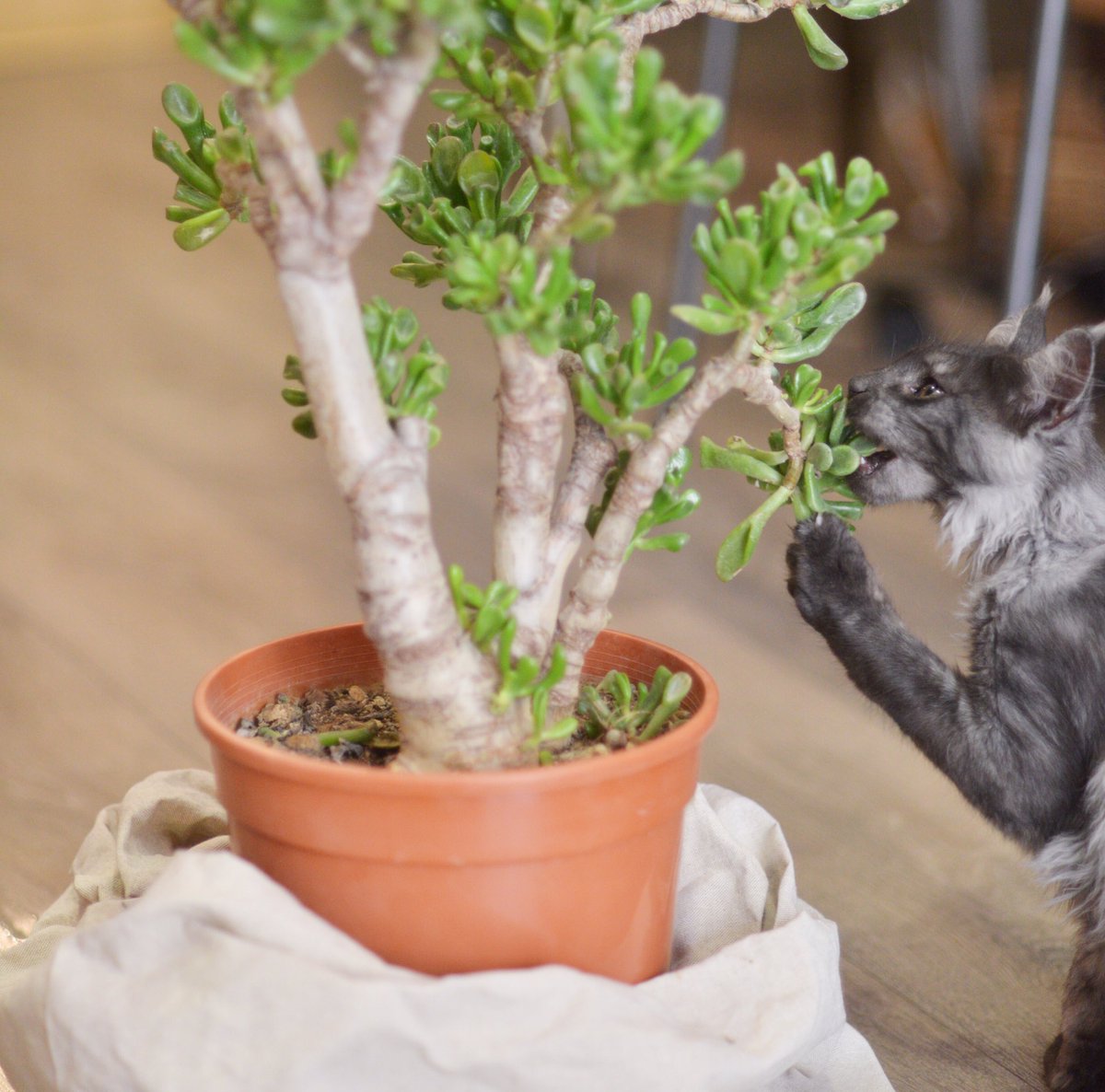 On leur a dit que c'était la #JourneeDeLaTerre, du coup activité jardinage aujourd'hui 🌍