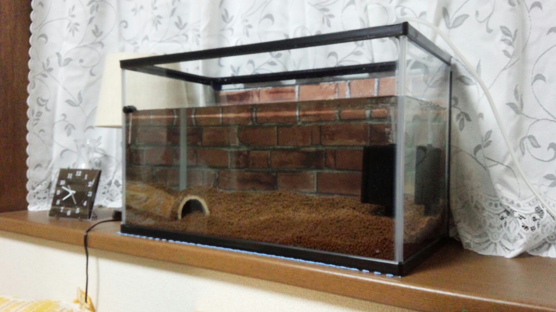 ねぎろぐ 水槽の方も背景をレンガ模様に ちょっと暗いかな これも100均ですｗ T Co Fkehgrztzu Twitter