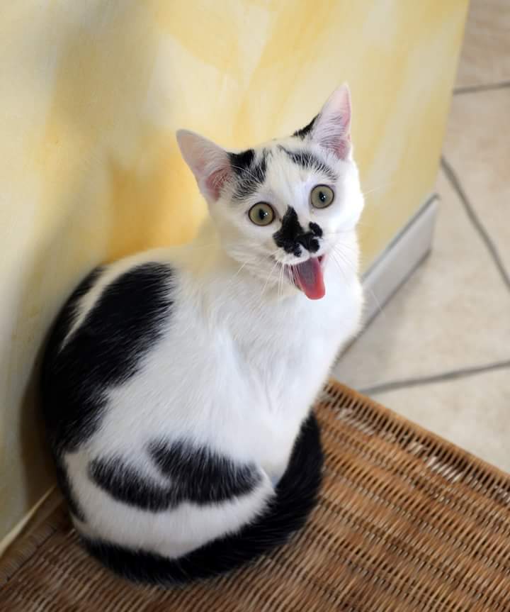 Alors_Chat tweet picture
