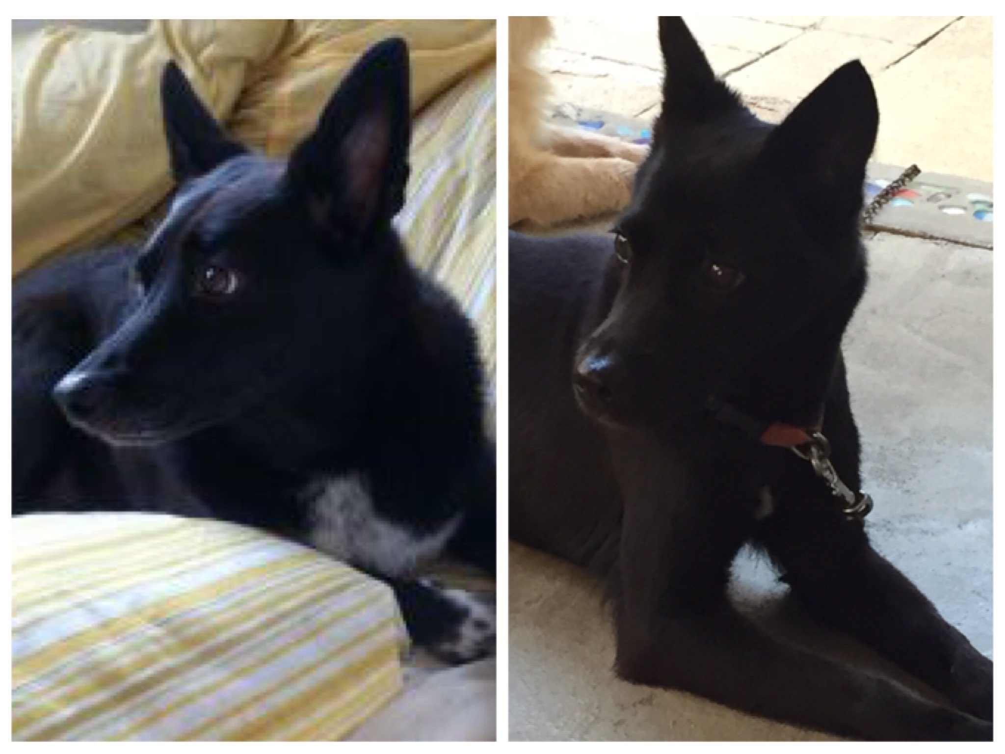 川満アンリ No Twitter 俳優の上川隆也さんのワンちゃんと うちのノリカがそっくりでびっくりしたー 左が上川さん 右がノリカ 愛犬 上川隆也 犬 似てる そっくり ノワール のりか T Co Hkb9a5inxr Twitter