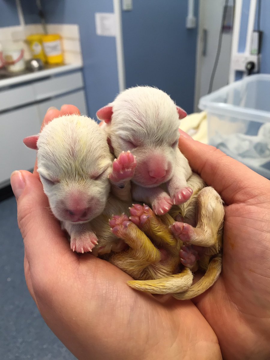 SouthdownVets's tweet photo. with the help of our vets and nurses from our Southwick branch, Gilly who came in for a caesarean and had two girls https://t.co/RuOK2O4Fwq