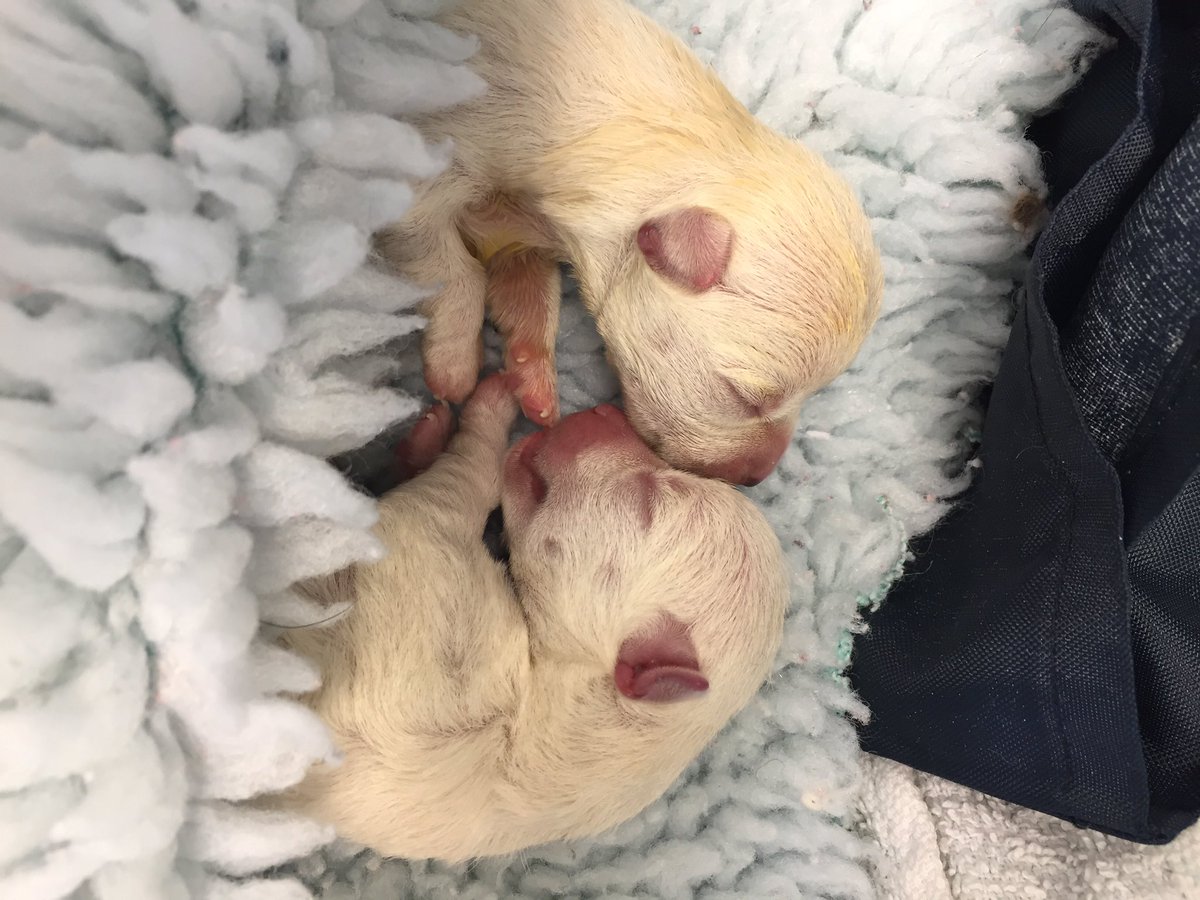 SouthdownVets's tweet photo. with the help of our vets and nurses from our Southwick branch, Gilly who came in for a caesarean and had two girls https://t.co/RuOK2O4Fwq