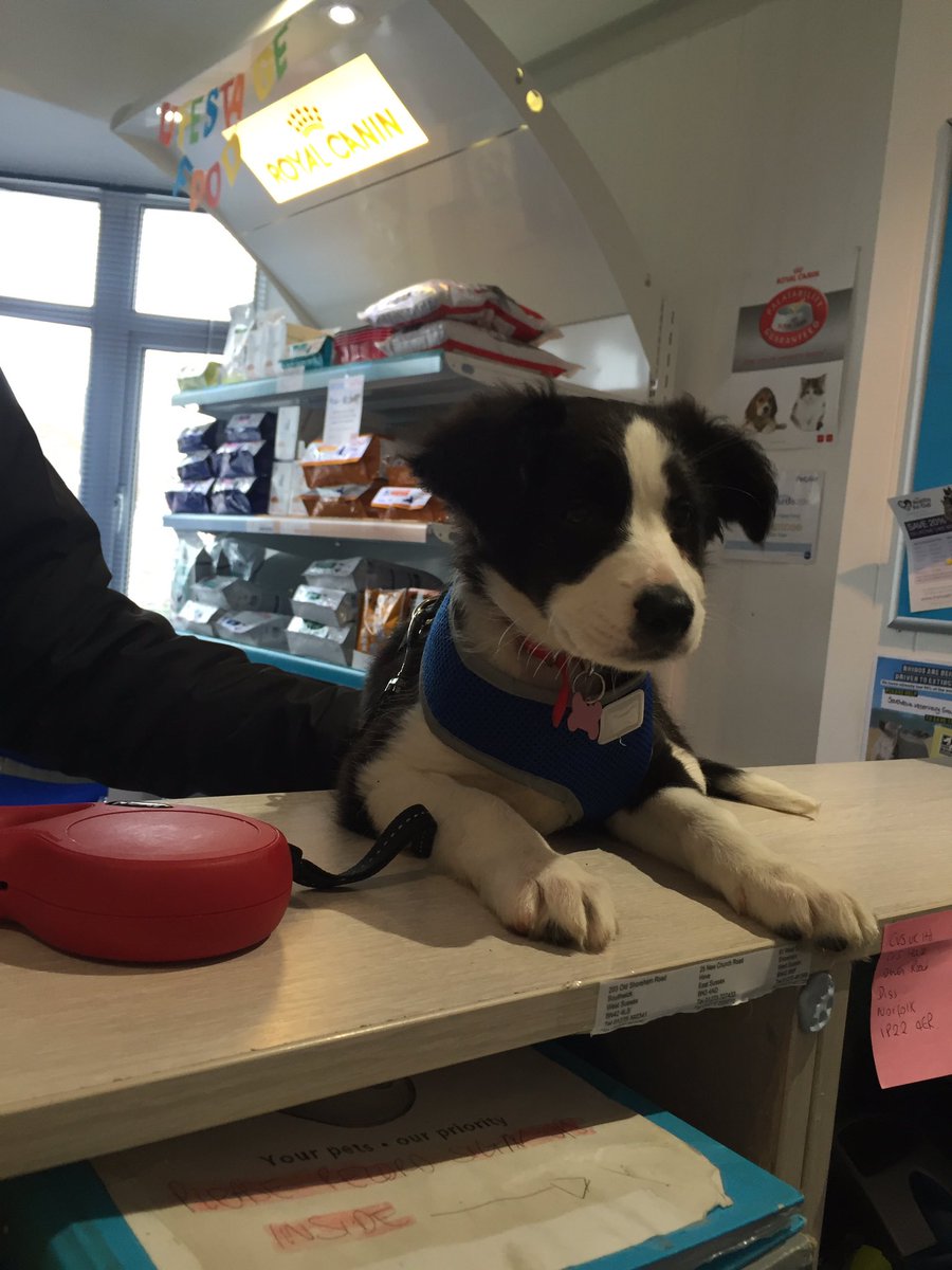 SouthdownVets's tweet photo. New puppy called Efie who is 2 months of age and a gorgeous border collar came in today. 💕 https://t.co/Qh8dV8oKRl