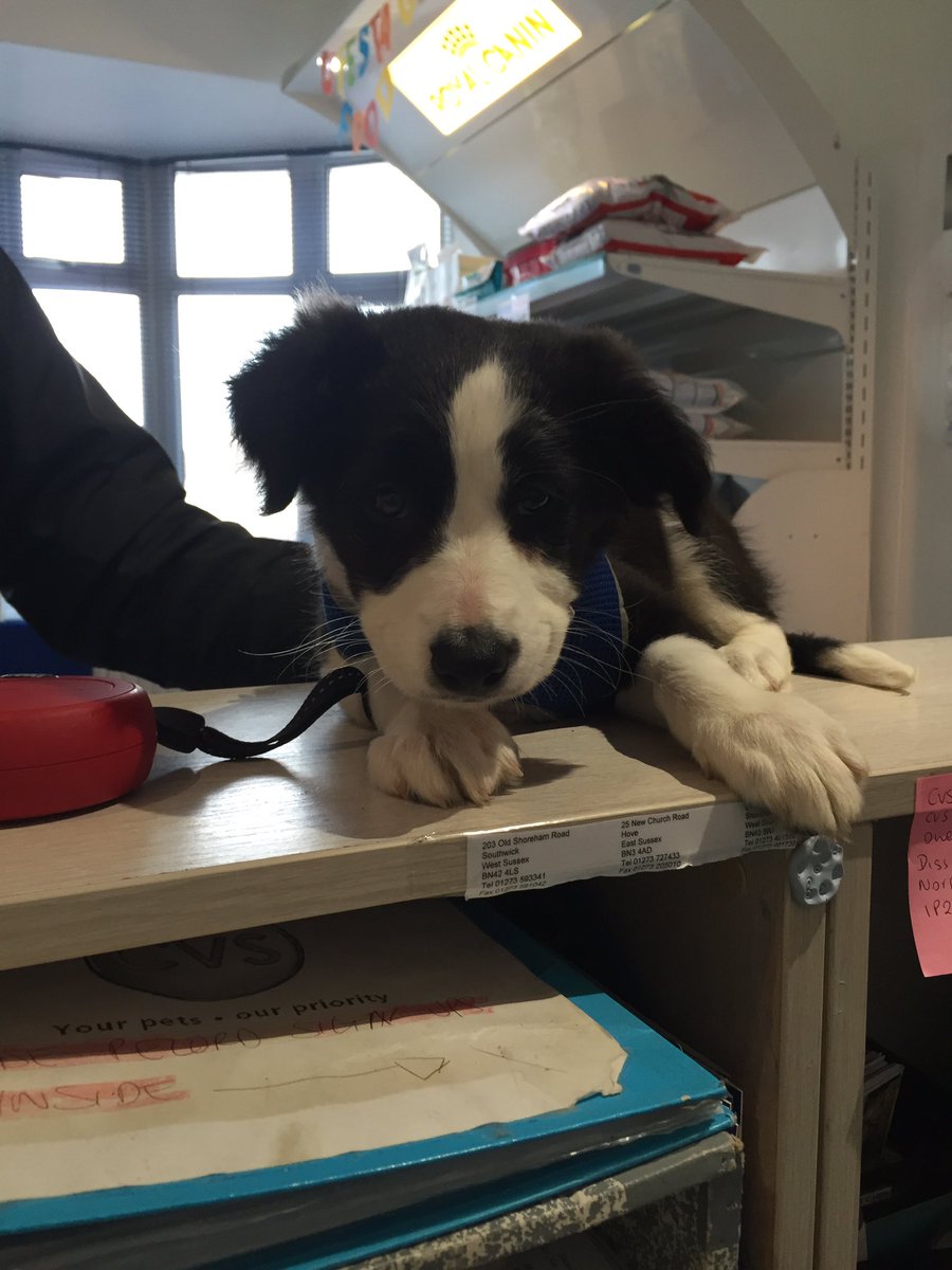 SouthdownVets's tweet photo. New puppy called Efie who is 2 months of age and a gorgeous border collar came in today. 💕 https://t.co/Qh8dV8oKRl