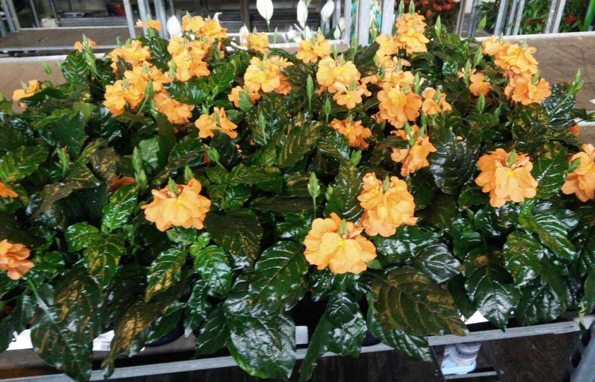 MEERgroothandel's tweet photo. Binnenkort Koningsdag, daarom deze planten met rood/wit/blauw en oranje! Let op: wij zijn dicht met Koningsdag. https://t.co/UgyzHAzdEL