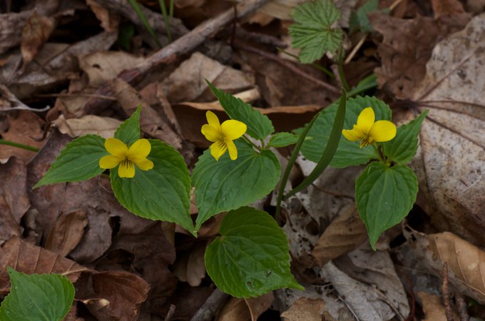 Ichijitsu Hosokawaさん の人気ツイート 1 Whotwi グラフィカルtwitter分析