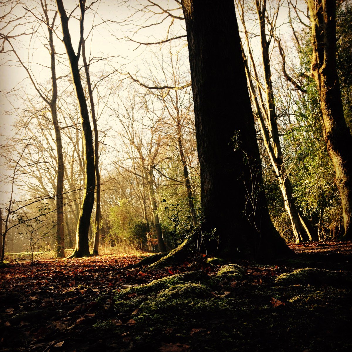 Happy #EarthDay enjoy #EppingForest this weekend!