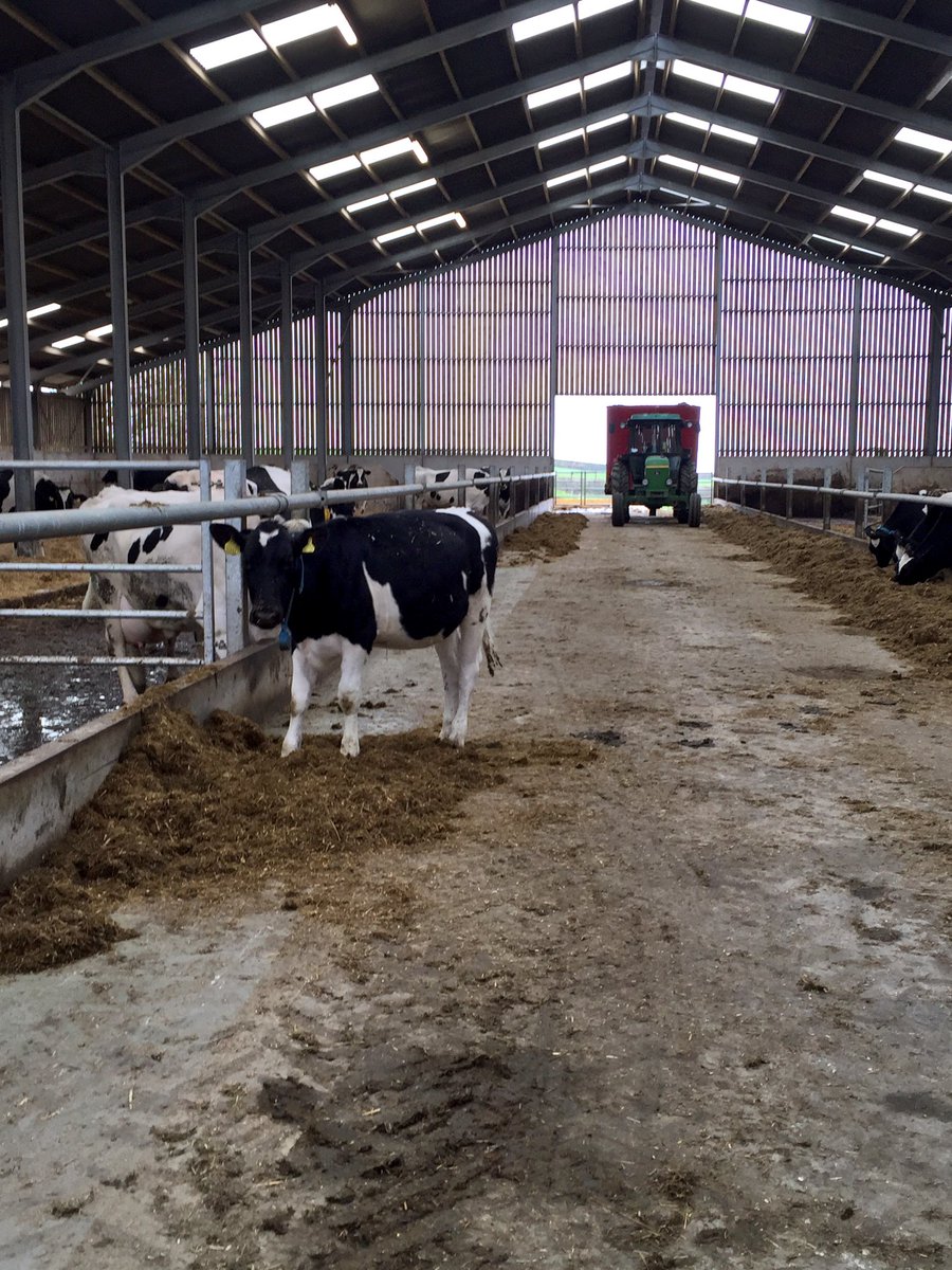 Tamar_Hoofcare's tweet photo. An idea of "Free Range" #INvsOUT #sunny #rain #bestforthecow #welfare #idontspeakcow https://t.co/XpiWUK6cEA