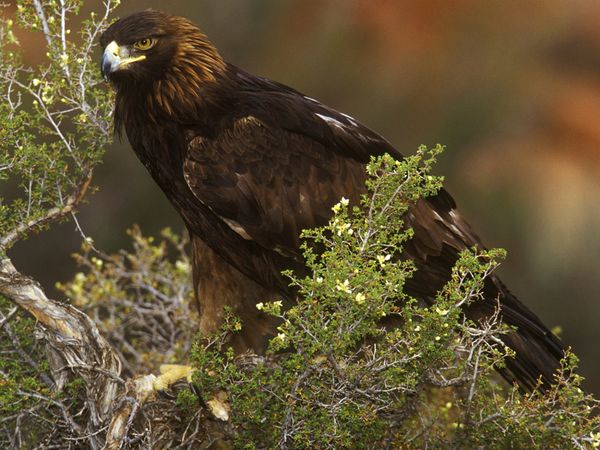 theanimalsimage's tweet photo. Look colection of animal national geographic eagle wallpaper at  https://t.co/pPh5J5oRjL https://t.co/HWq1lB2mTS